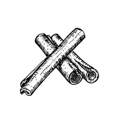 Cinnamon herb sketch outline illustration. Botanical drawing in engraving style for cooking, aromatherapy, garden, medicinal concept. Hand drawn floral vector clipart isolated on a white background