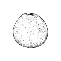 Grapefruit herb sketch outline illustration. Natural plant drawing in engraving style for culinary, wellness, garden, and healing. Hand-drawn floral vector clipart on white background