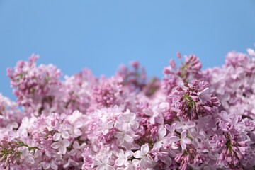 Beautiful lilac flowers on light blue background, closeup