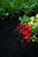 Red radish harvest. Harvested fruits of the Dutch variety Selesta F1 radish in garden.