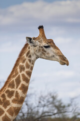 Giraffe portrait - Kruger National Park, South Africa