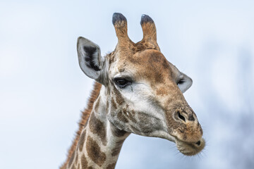 Giraffe portrait - Kruger National Park, South Africa