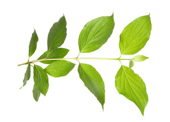 One branch with green leaves isolated on white