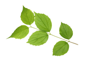 Branch with green leaves isolated on white