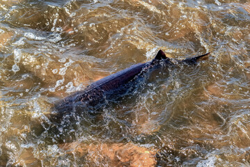 Fototapeta premium Lake Sturgeon Spawning At The Fox River Dam And Rapids At De Pere, Wisconsin, In Spring