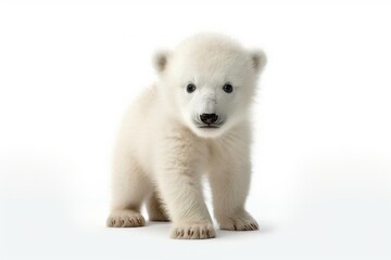 Obraz premium A polar bear cub, with its thick white fur and curious expression, standing on a white background.