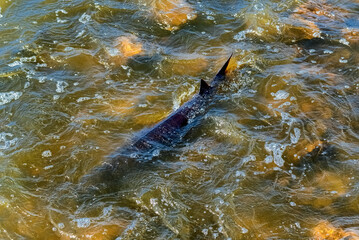 Fototapeta premium Lake Sturgeon Spawning At The Fox River Dam And Rapids At De Pere, Wisconsin, In Spring