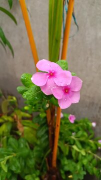 Close-up vertical clip of pink catharanthus roseus ( madagascar periwinkle ) swaying gently in the breeze while rain falls softly. 