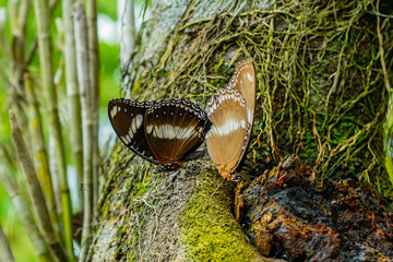 Hypolimnas bolina - Varied Eggfly mating on a tree during the day.