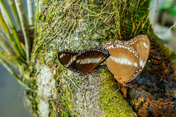 Hypolimnas bolina - Varied Eggfly mating on a tree during the day.
