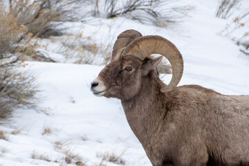 Bighorn sheep