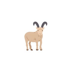 goat on white background
