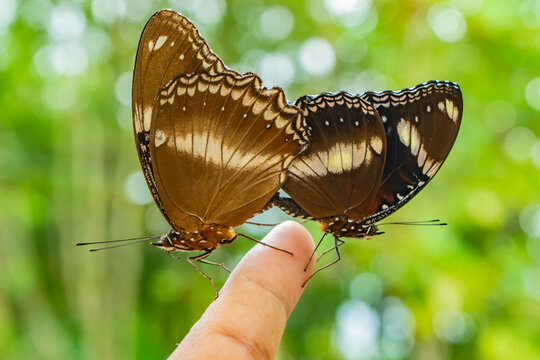 Hypolimnas bolina - Varied Eggfly mating on a finger during the day. - Powered by Adobe