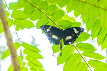 Hypolimnas bolina - Varied Eggfly mating on a tree branch during the day.