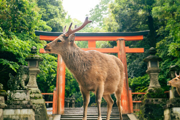 Sacred deer at torii gate in Nara shrine forest, Japan travel photography © SAMIR