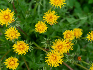 Common Dandelion, Taraxacum officinale in meadow. Dandelions in food and drinks. Top view of yellow flowers 