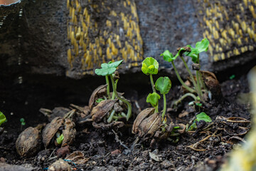 Rosella seeds that grow naturally in the soil from flowers