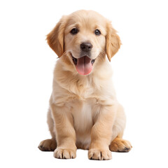 A happy golden retriever puppy sits attentively with its tongue
