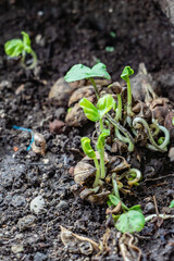 Rosella seeds that grow naturally in the soil from flowers