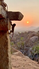 Monkey against the backdrop of the rising sun in an ancient temple.