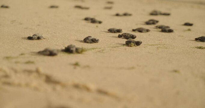 tartarugas voltando para o mar em uma amanhecer do sol lindo (turtles returning to the sea on a beautiful sunrise)