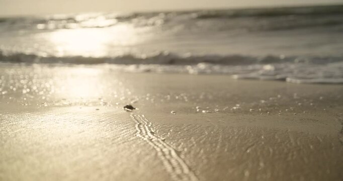 tartarugas voltando para o mar em uma amanhecer do sol lindo (turtles returning to the sea on a beautiful sunrise)