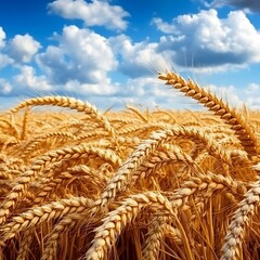 Golden wheat field under a vibrant sky