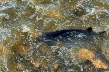 Nature; sturgeon; lake sturgeon; fish; animal; wild; wildlife; spawning; water; river; rapids; dam;...