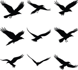 Obraz premium Nine black raven silhouettes are soaring and flying in various poses against a white background
