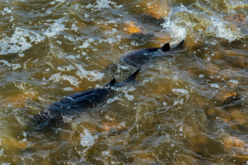 Obraz premium Nature; sturgeon; lake sturgeon; fish; animal; wild; wildlife; spawning; water; river; rapids; dam; outdoors; environment; beauty; travel; tourism; De Pere; Wisconsin