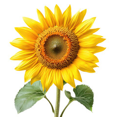 Sunflower In Full Bloom  isolated on a transparent background