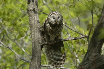 A Ural Owl (Strix uralensis) is seen resting quietly on a tree branch in a Korean forest. This species is known for its striking facial disc and dark eyes. Ideal for wildlife, nature, and ornithology 