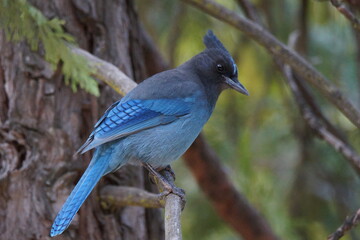Blue Bird