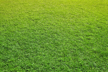 background of sunny green grass lawn
