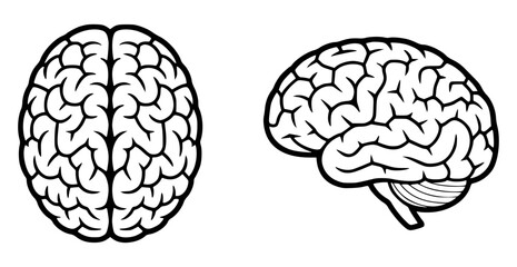 Human brain vector illustration in black and white