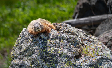 Yellow Bellied Marmot in Yellowstone National Park, Wyoming, USA
