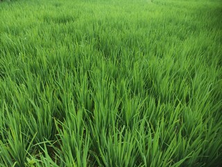 Background rice plant (paddy) 
