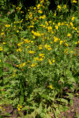 Lapsana communis, the common nipplewort