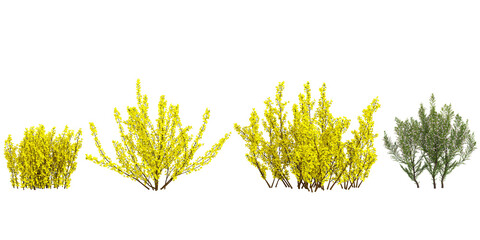 Collection of Pine Cypress Spray,Forsythia plants on transparent background