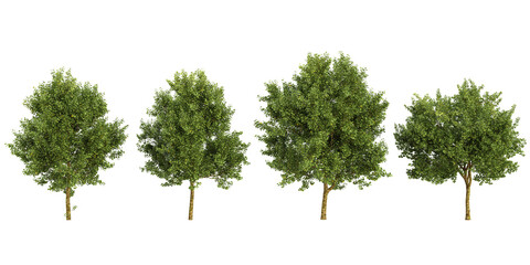 Collection of Platanus trees on transparent background