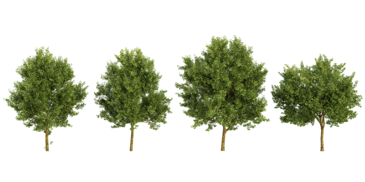 Collection of Platanus trees on transparent background