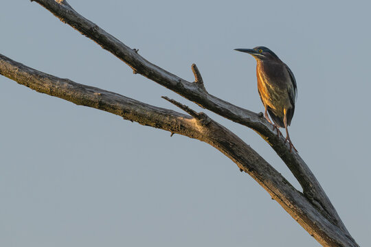 Green heron perched in a tree.