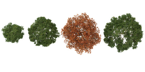 Collection of Quercus trees on transparent background from the top view