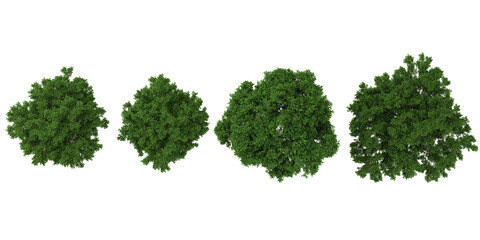 Obraz premium Collection of Robinia,Ulmus trees on transparent background from the top view