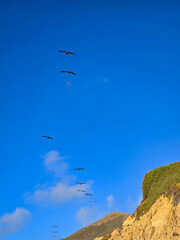 Silhouettes of birds flying against a clear blue sky. The birds are captured in mid-flight, forming graceful shapes as they glide through the air. 