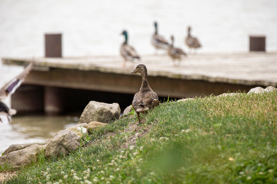 Some mallard ducks hanging out on a dock by a river in Ontario, Canada.