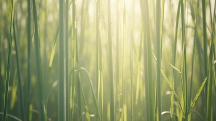 Sunlit tall grass close-up in tranquil field