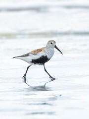   Portraiture of Dunlin on beach.