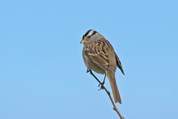 White crowned sparrow perched on twig.