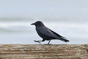 Blackbird walks on a log in La Push, Washington.